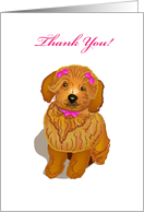 brown toy poodle, thank you, card