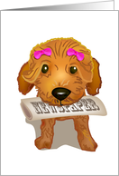 brown toy poodle, newspaper, girl card