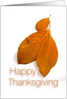 Happy Thanksgiving, autumn leafs card