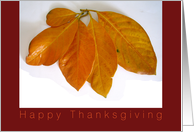 Happy Thanksgiving, autumn leafs card