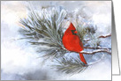 Red Cardinal Christmas card