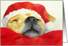 Christmas, Santa Dog in Santa Hat card