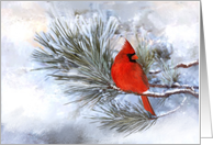Red Cardinal Christmas card