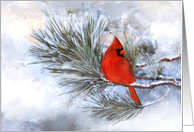 Red Cardinal...