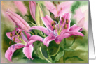 Stargazer Lilies card