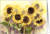 Sunflowers