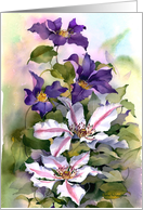 Two Clematis
