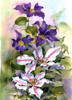 Two Clematis