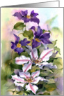 Two Clematis card