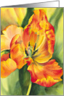 Flame tulip card