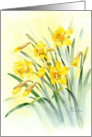 Sunny Yellow Daffodils for Easter card