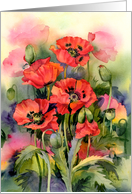 Oriental Poppies