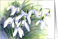 Snowdrop blank card