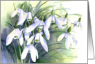 Snowdrop blank card