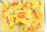 Daffodils blank card