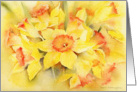 Daffodils blank card