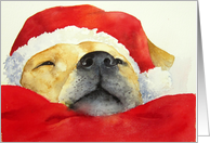 Christmas, Santa Dog...