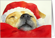 Christmas, Santa Dog in Santa Hat card