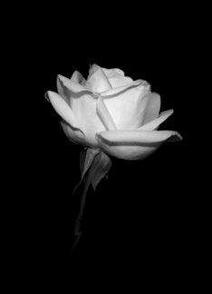 White Rose -...