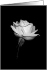 White Rose - blank card