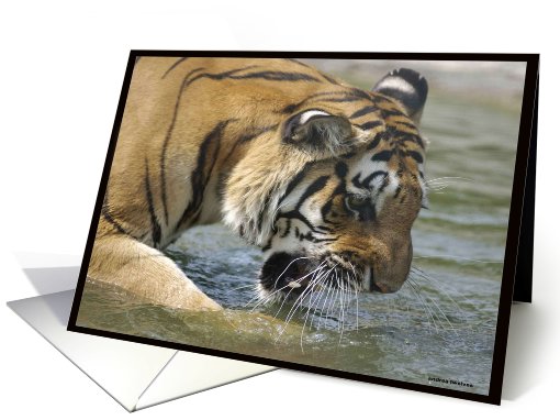 Tiger card (240471)