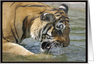Tiger card