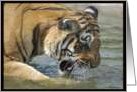 Tiger card