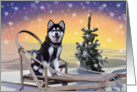 Malamute Puppy on Sled card