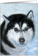 Siberian Portrait in Pastel - Blank Card