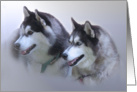 Portrait of Two Siberians card