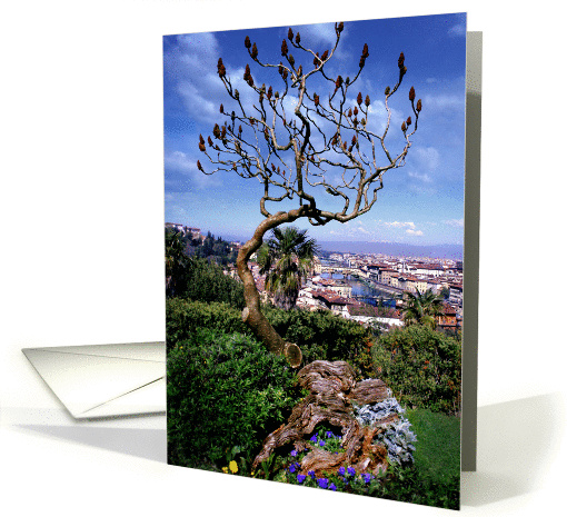 Tulip Tree, Florence, Italy card (256437)