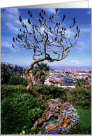Tulip Tree, Florence, Italy card