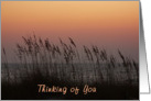 Thinking of You, soft sunset on Gulf. card