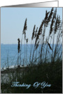 Thinking of You, Friend, Gulf of mexico through sea oats. card