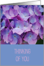 Thinking of You, beautiful Hyacinth blooms card