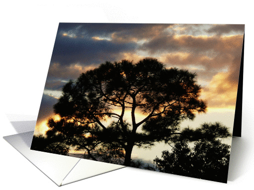 Sympathy, pretty tree & clouds. card (248987)
