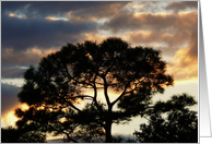 Sympathy, pretty tree & clouds. card