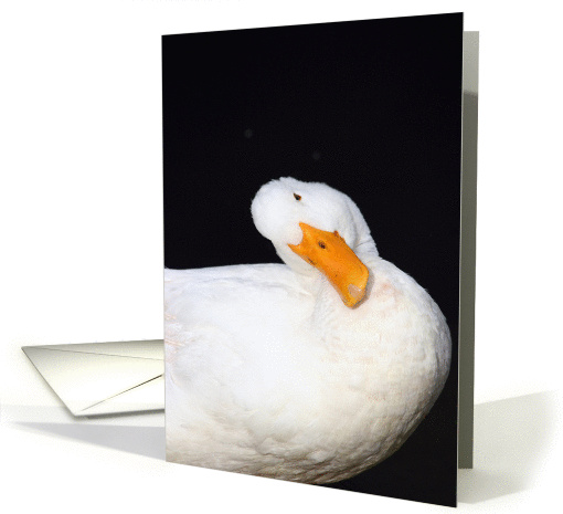 I'm sorry, cute white duck, looking sideways. card (268678)