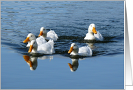 Get Well/Feel Better, swimming ducks. card