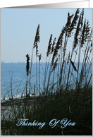 Thinking of You, Friend, Gulf of mexico through sea oats. card