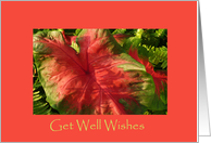 Get Well/Feel Better card