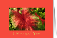 Thinking of You card