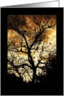 Blank Card, tree silhouette card