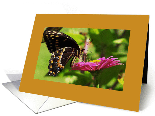 Blank Card, Black Butterfly card (365939)