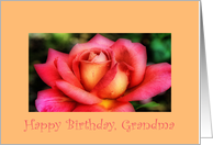 Birthday, Grandma, pink & yellow rose card