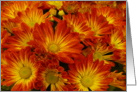 Blank card, Colorful Mums card