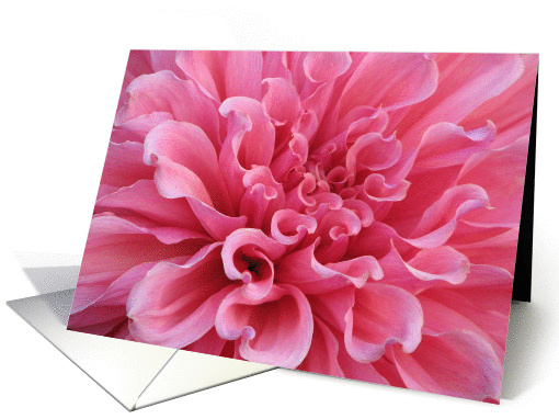 Bright, Pink Dahlia card (379493)