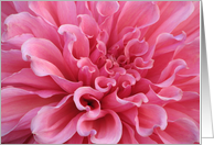Bright, Pink Dahlia card
