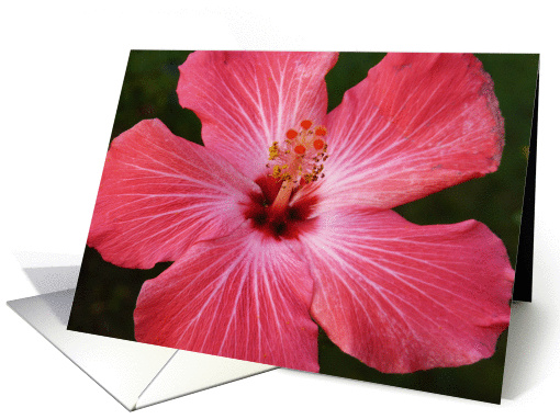 Pink Hibiscus card (379738)