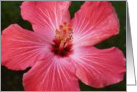 Pink Hibiscus card